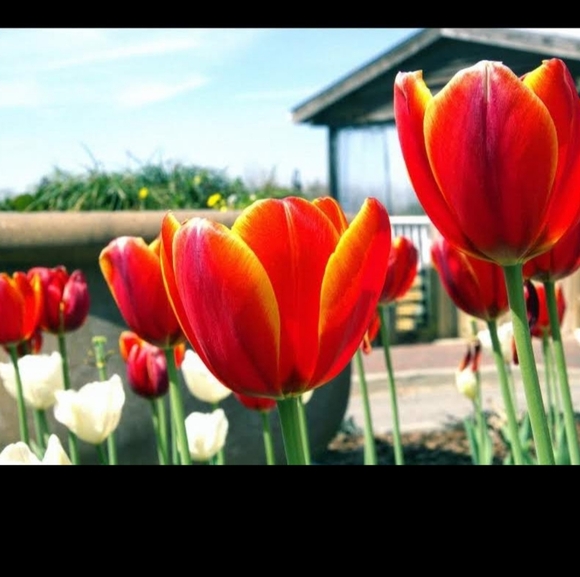 BEAUTY β¨οΈπΉπ΅πΈπΉππΉπ΅πΈπΉβ¨οΈ - Picture 2 of 2